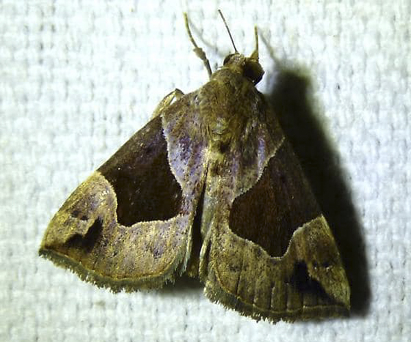 Mothamania - Vernon Parish Louisiana