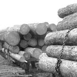 Logs from Louisiana Timber Museum
